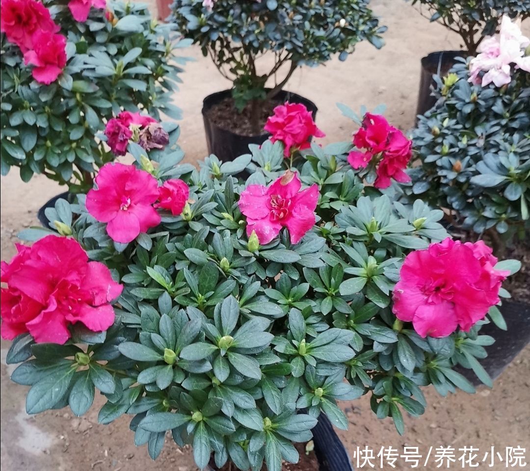 夏天|天气热了，这5种怕晒的花，要提前把它搬到阴凉处