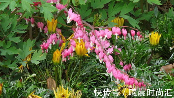 喜欢养花,首选“精品牡丹”荷包牡丹,似少女荷包,寓意极美