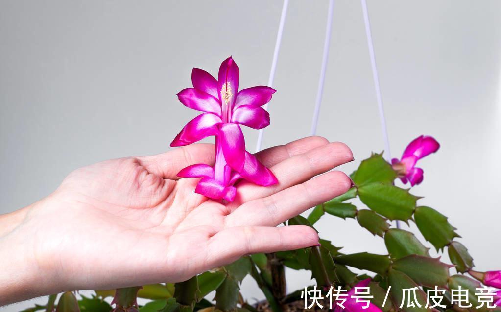 蟹爪兰养不好，这篇养护方法一看就会，建议收藏