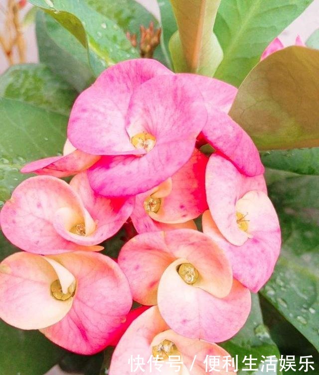 4种花能开一整年,只养一盆就够了,天天有花看!