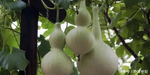 黄芪|高血压“最怕”的几种食物, 每天吃几口, 血压平稳, 身体更健康!