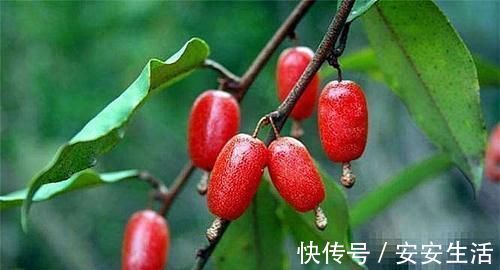 苣荬菜|女性想爱美,多吃以下食物,淡化色斑,延缓衰老,美白肌肤