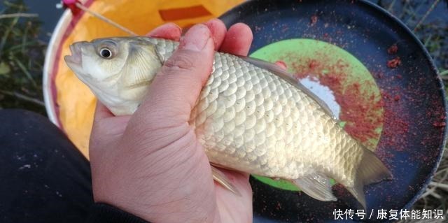 对象鱼|小鱼闹窝并不是坏事,明白这几点,再也不怕小鱼闹!