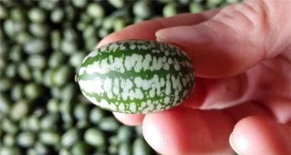 各国|夏天到了,各国“晒西瓜”,日本方形西瓜不算啥,还是中国吸引人