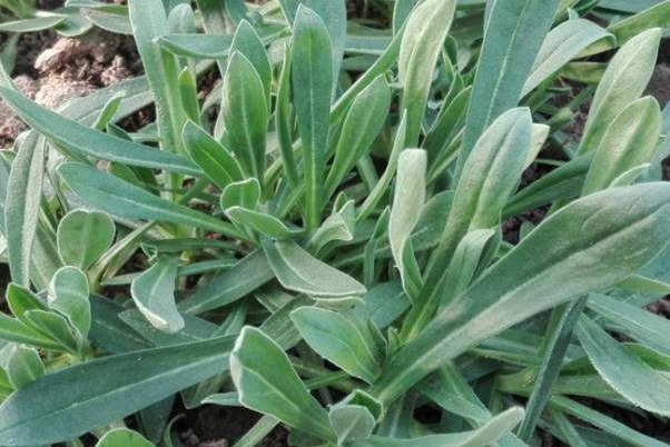 面条草|此物被称面条菜，全身都是宝，止咳消肿降血糖，为健康值得了解