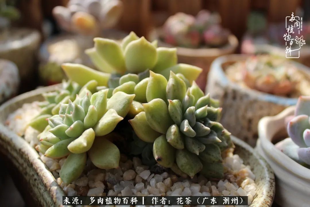 放松心情，静享愉悦，阳光下的多肉是最美的！