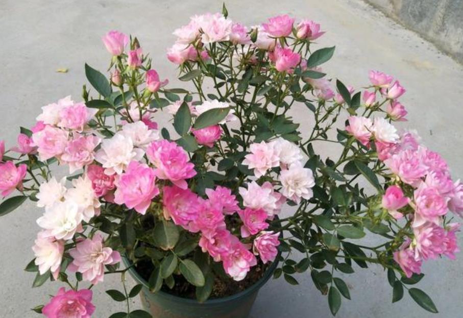 最受欢迎的“4种花”,花朵娇艳、花期长,年年开花不断