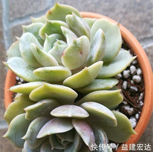 浇灌|往多肉盆里撒把这些东西,不烂根,爆盆又爆仔