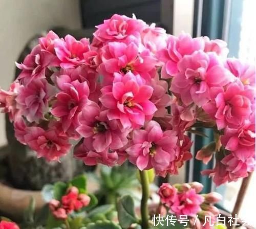 花开时节|养花就养4种花,漂亮好养,随便养1盆,比香水好闻,比牡丹更好看