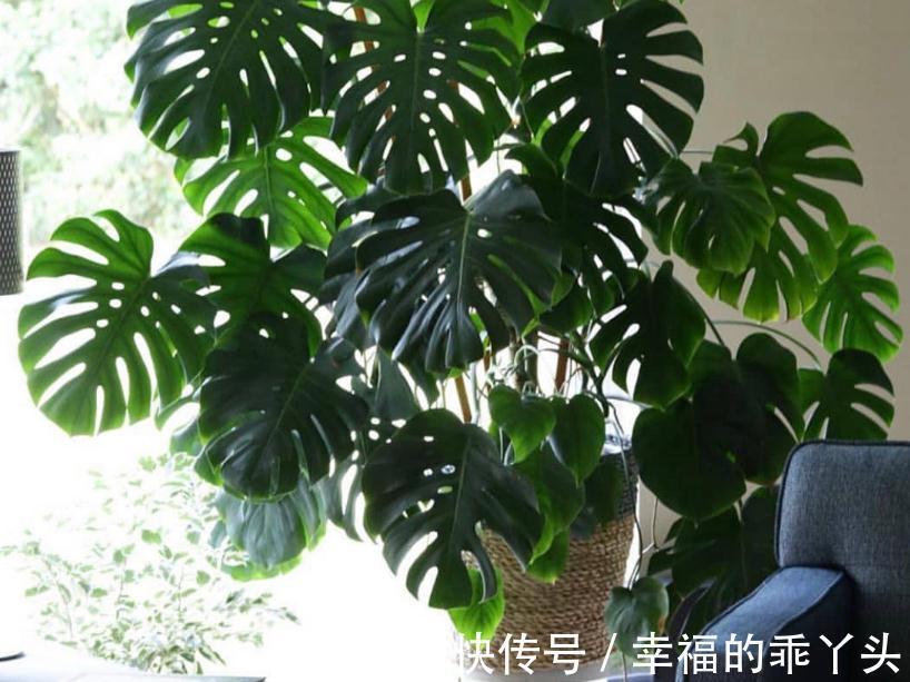 12月底了,养花就养龟背竹,暖气房里盆栽,多浇水长得又快又旺