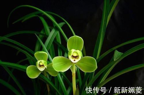 冬不湿|要想兰花养得好，这5步少不了，根正苗红就是这么养出来的