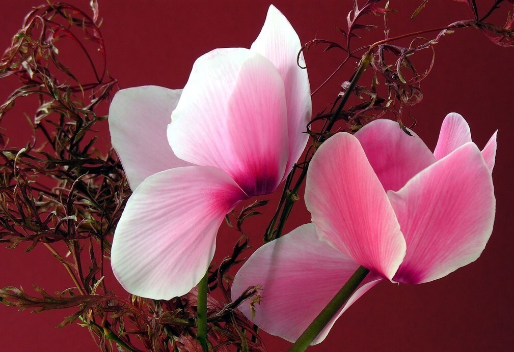 天气转暖,建议少买4种花,观花时间短不说,还难度夏