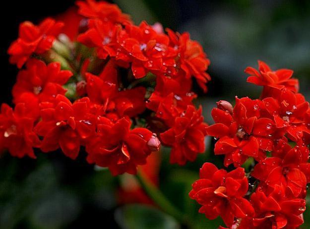 长寿花“管一管”，花苞一钻就几百，花朵挂枝，一蹿就上千