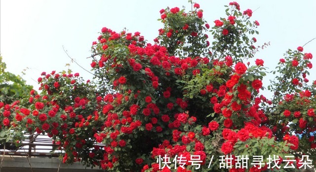 三角梅|6种“爬藤花”,美上天际,种上一株,就能赏几十年!