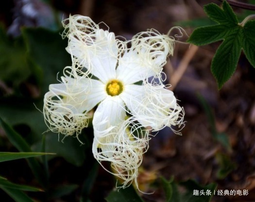 此花是黑夜盛开的幸运之花,黄昏开放白天闭合,奇特之处与众不同