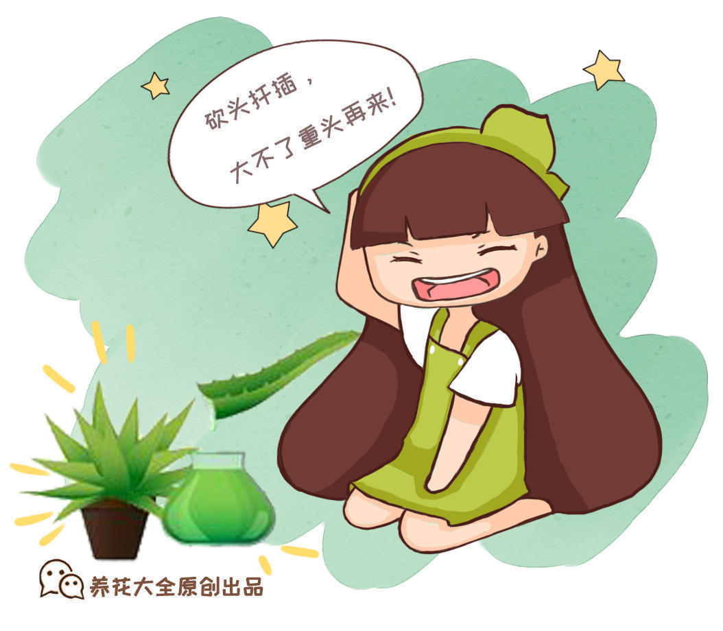 芦荟别乱放,放在这里养,才是最对的地方