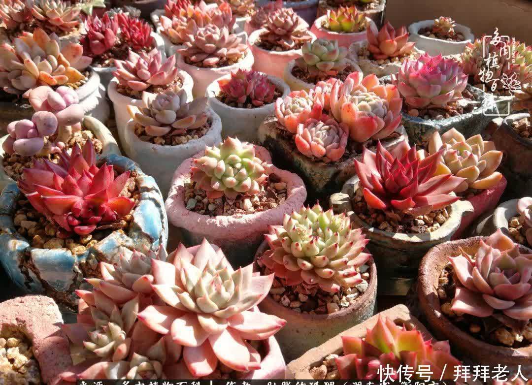 养多肉，我们到底养的是什么？