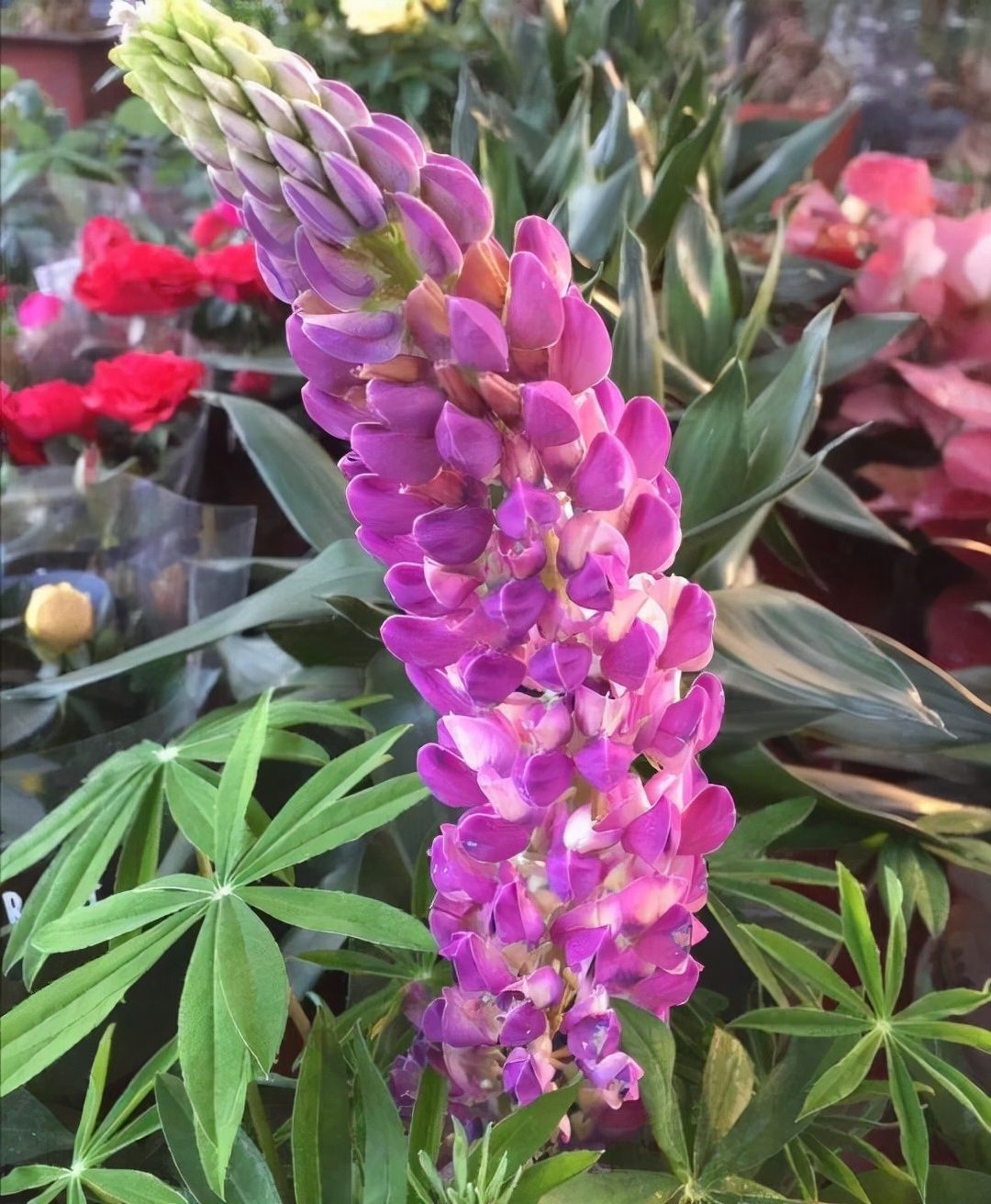 花卉|只能养1年的花,开完花就抓紧时间扔掉,再养也不开花