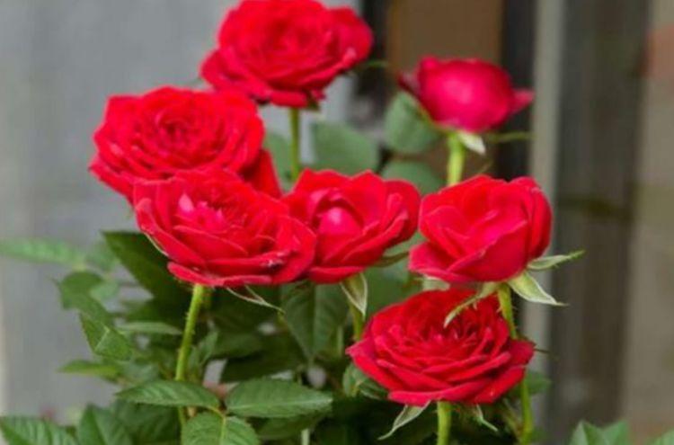 适合摆在卫生间的花，吸收异味，空气更清新，你家养了吗