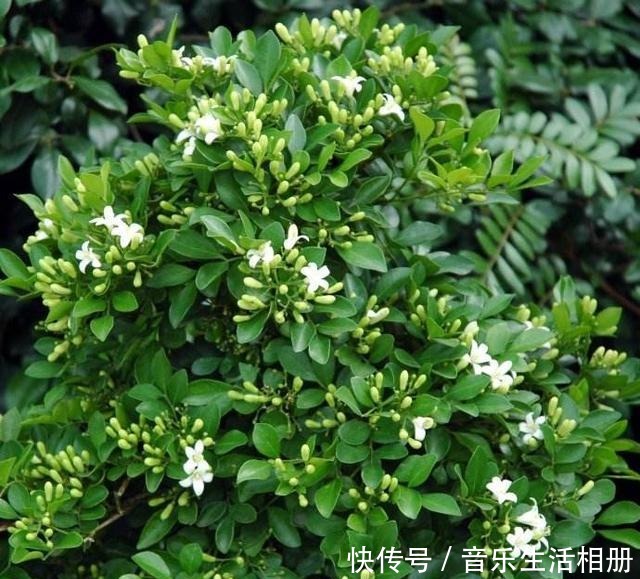 别再种桂花了!此花比绿萝还好养,花开200天,号称天下第一香!