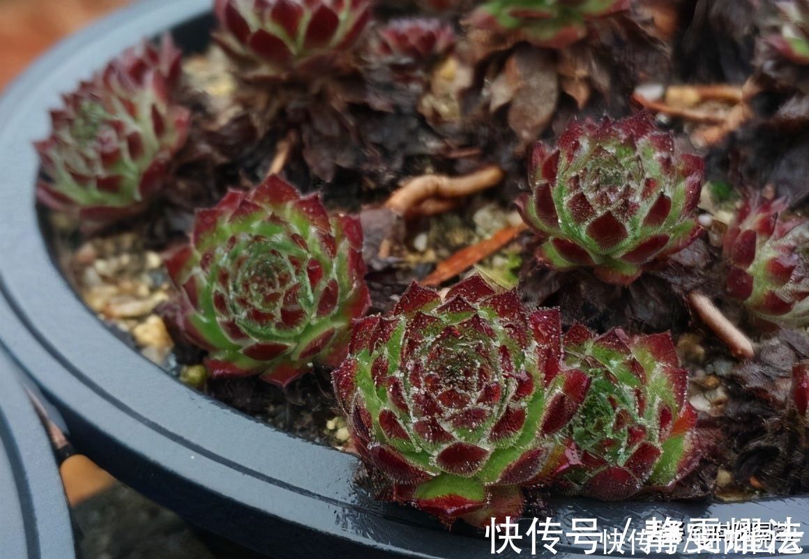 爆盆|最好养的多肉,非这4种莫属,2块钱买一盆,太阳一晒就变红
