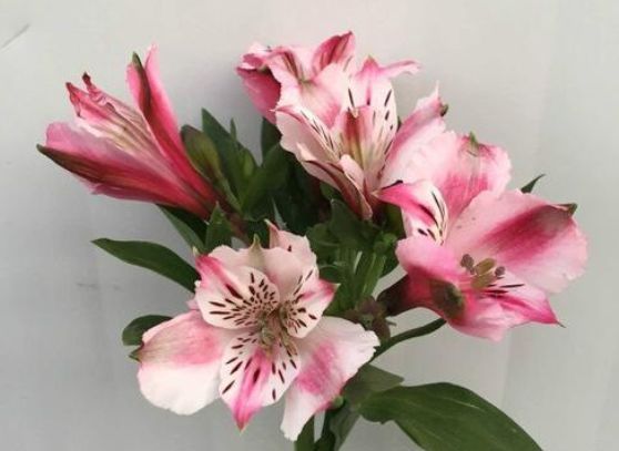 花亭|家养几种植物,阳台开出花海,满树都是花朵,漂亮极了