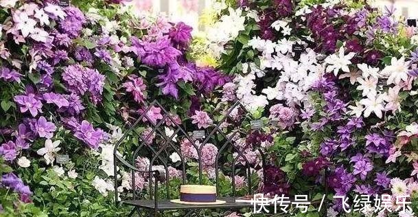 花友养了40年花,唯独对“铁线莲”情有独钟,花开令人惊艳!