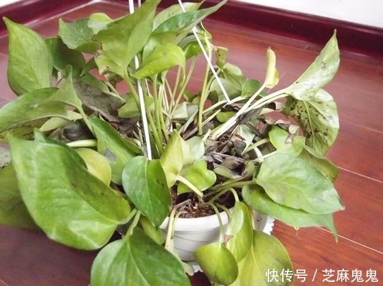 阿司匹林|快死的绿萝千万别浇自来水!喝了这3种水,植物起死回生猛爆棚