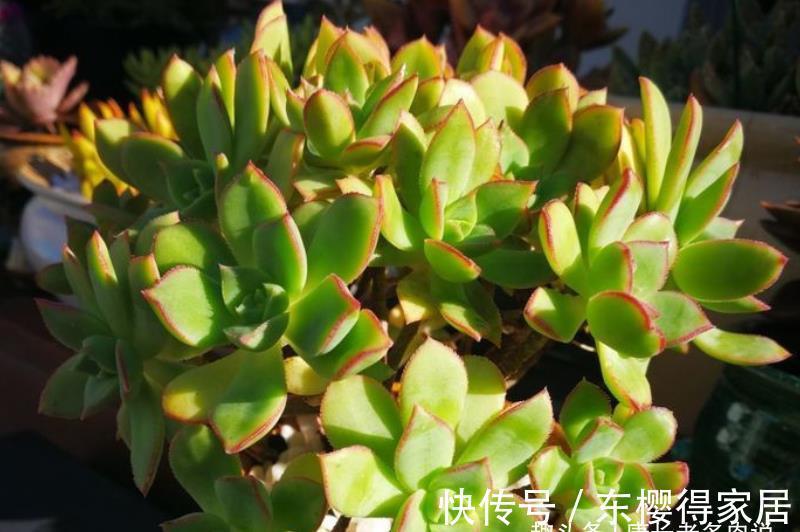 艳日辉|跟艳日辉撞脸的多肉红缘莲花掌，你知道怎么区分和怎么养吗？