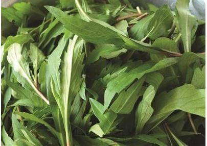 3月吃它正当时，若遇到别手软，解油腻更是一绝，有条件请移栽