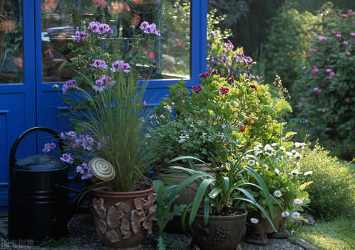 能给盆景造成危害的7个方面，要避开这些方面，容易养出好状态