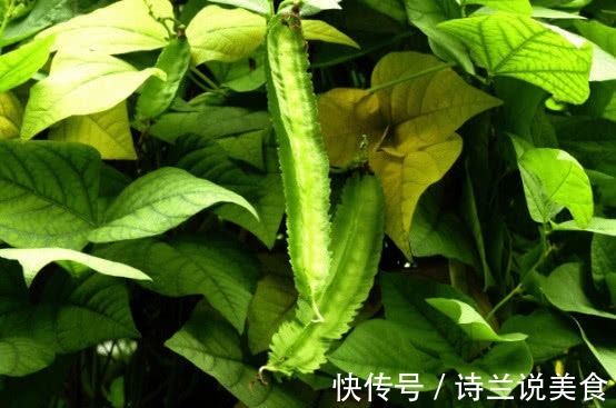 食物|人到中年,离不开四种食物,营养丰富,滋补身体,清热解毒