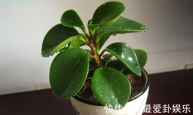 芙蓉花|养花试试这几款,完全盛开的时候花朵就能够开的更加美丽