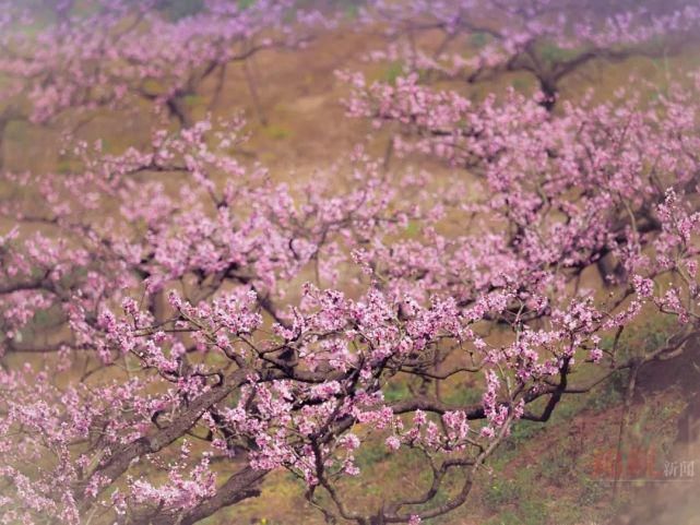 来这里，探寻“粉红花海”……