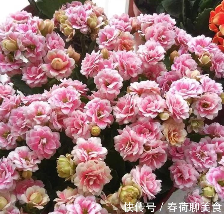 花期长好养护的长寿花,居然有这么多品种,真的美极了!