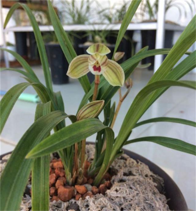 养兰花，3个''窍门''别放过，省时省力，植株还容易旺