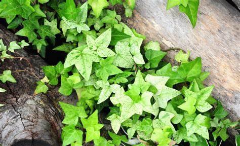 养花试试这几款,花和叶美丽,室内养花最好是光线明亮