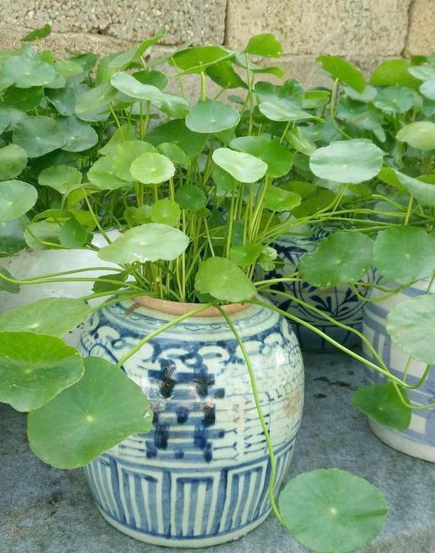 盆栽|花友自封手残党,感慨无法养好花盆栽这5款十天半个月不用管