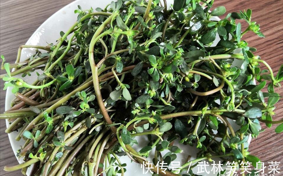 焯水|马齿苋，别再焯水排酸了，教你一招，鲜美好吃，不苦不涩不发酸