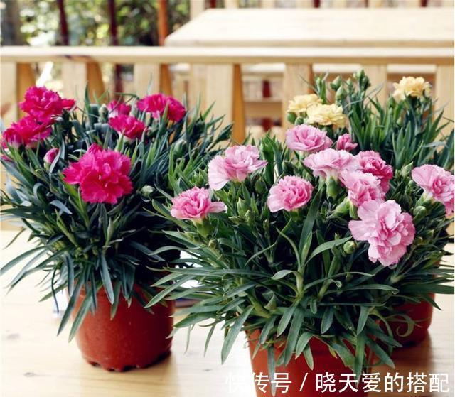 小月季|5种漂亮花,都是“激素花”,好看难养活,开完花就扔