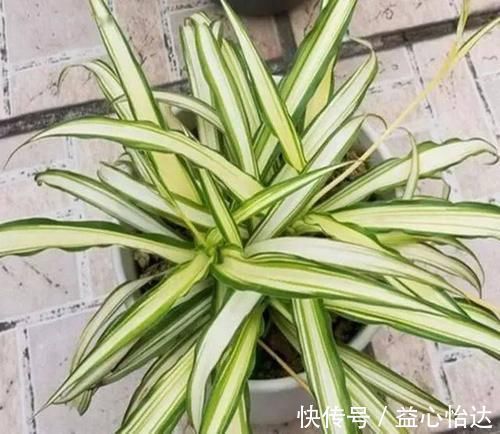 养吊兰,用上这2种小玩意,叶子宽大又绿,蹭蹭长爆盆