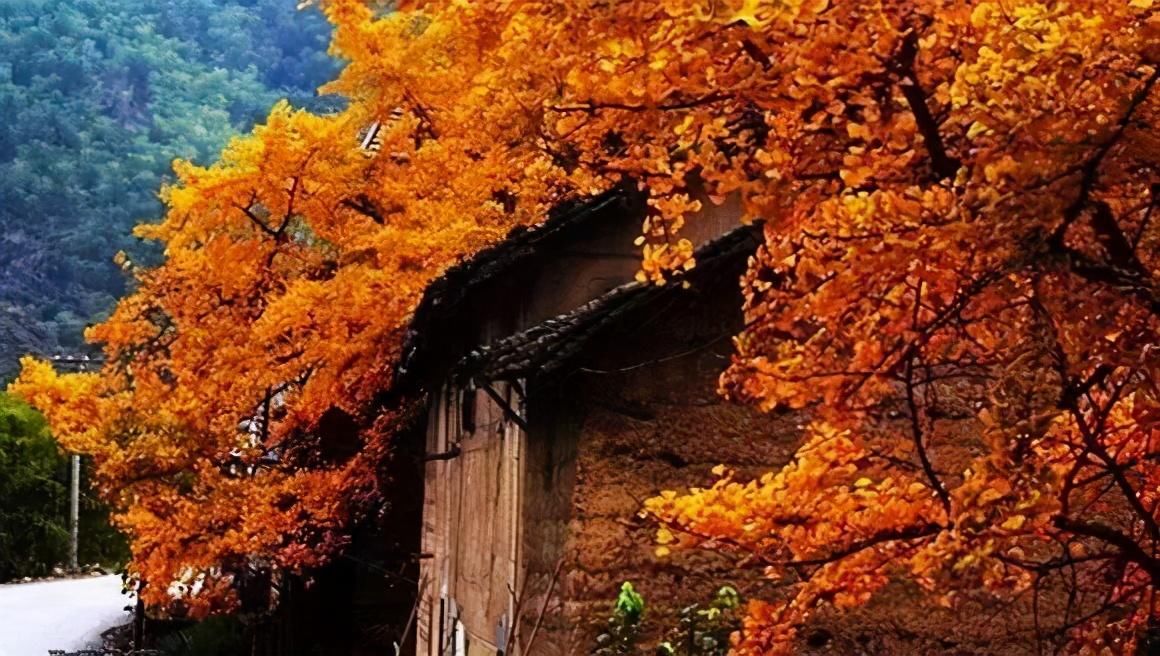 令人|浙江的秋天令人沉醉，以至于立了冬，还有许多人忘不了秋景