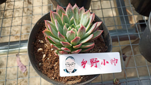 多肉根系|养多肉有“控养”和“润养”,都是对根系的养护,你了解吗?