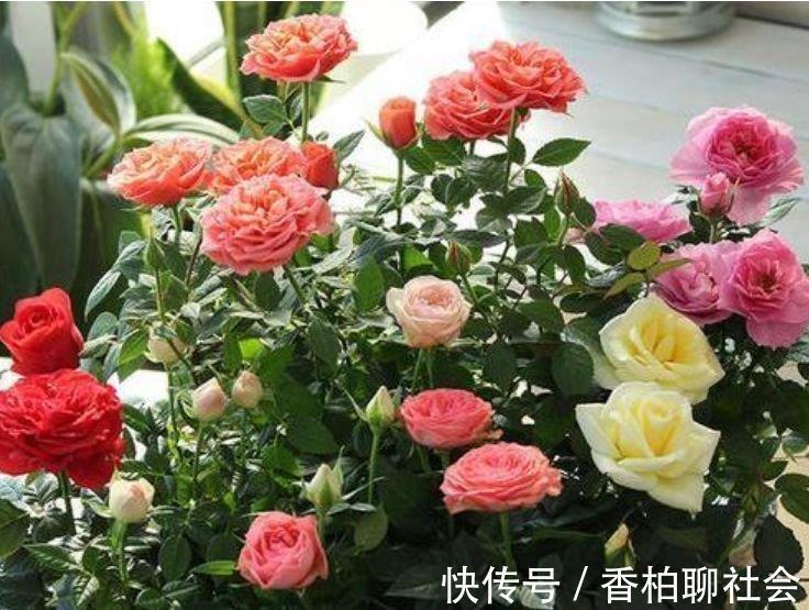 4种花高贵优雅,看了就让人沉醉,比牡丹美,比绿萝好养