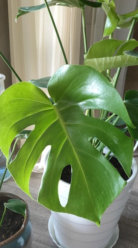 植物|这种植物最适合家养，叶子油绿，长势飞快，关键还能净化空气