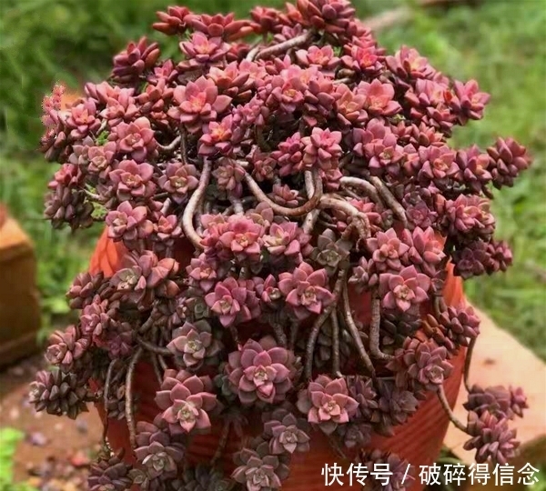 最容易长老桩的八种多肉,悬崖瀑布桩快速养出来