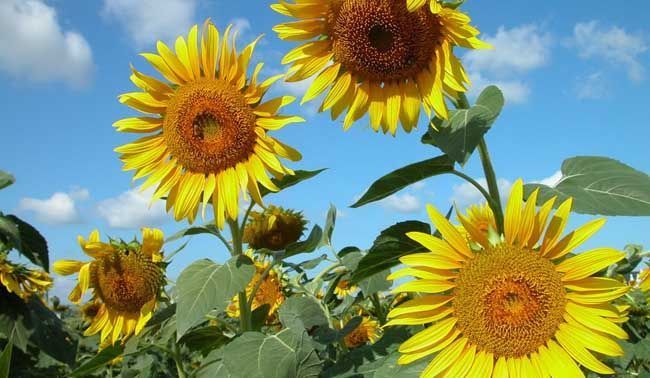 洋姜|养花试试这几款,花朵形状像星星一样可爱