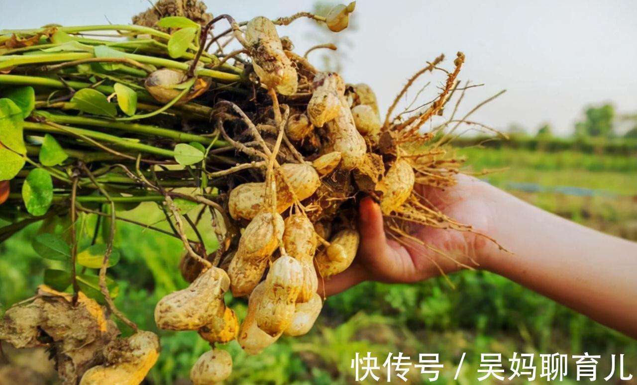 营养|生花生和熟花生,哪个营养更高?注意:这5类人最好少吃,要听劝