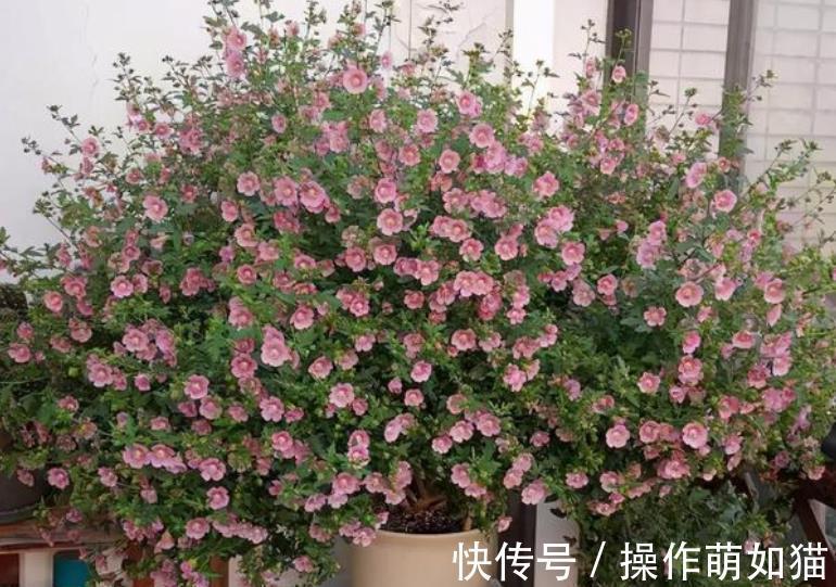 6种花爱“吃土”,10月赶紧换盆,不然长势弱来年花量减半