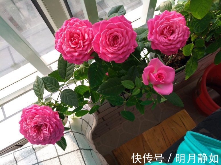 11月,千万别买这种花,养不活惹一肚子气